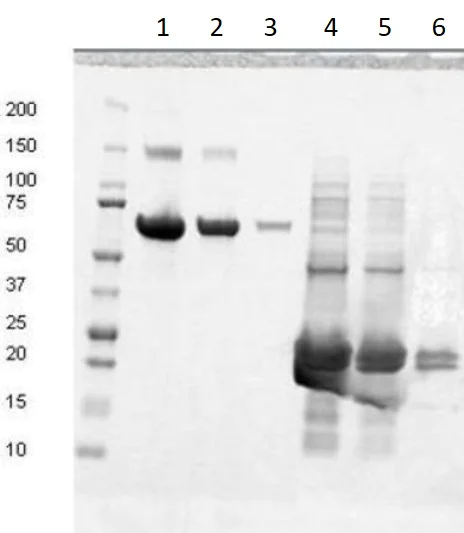 SDS-PAGE - Recombinant Human Fibronectin type III EDB protein (AB209886)