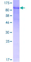 SDS-PAGE - Recombinant Human Fibulin 1 protein (GST tag N-Terminus) (AB114782)