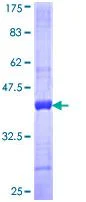 SDS-PAGE - Recombinant Human Fibulin 2 protein (GST tag N-Terminus) (AB114844)