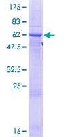 Recombinant Human Ficolin 2 protein