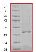 SDS-PAGE - Recombinant human FIST protein (AB85601), expandable thumbnail