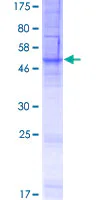 SDS-PAGE - Recombinant Human FITM1 protein (GST tag N-Terminus) (AB165727)