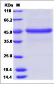 SDS-PAGE - Recombinant Human FKBP11 protein (Fc Chimera) (AB276573)