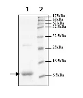 SDS-PAGE - Recombinant Human FKBP12 protein (6x His tag N-Terminus) (AB61244)