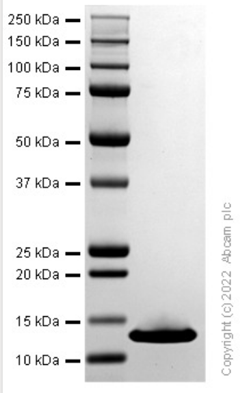 SDS-PAGE - Recombinant Human FKBP12 Protein (AB290109), expandable thumbnail