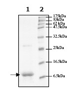 SDS-PAGE - Recombinant Human FKBP12 protein (AB61244), expandable thumbnail
