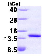 SDS-PAGE - Recombinant human FKBP12 protein (AB85840), expandable thumbnail