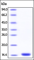 SDS-PAGE - Recombinant Human FKBP12 protein (His tag) (AB206004), expandable thumbnail