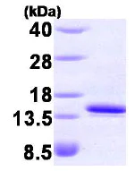 SDS-PAGE - Recombinant human FKBP12 protein (His tag N-Terminus) (AB85840)