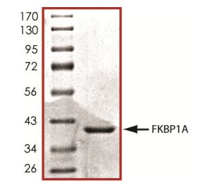 SDS-PAGE - Recombinant Human FKBP12 protein (Tagged) (AB268579), expandable thumbnail
