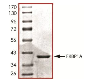 SDS-PAGE - Recombinant Human FKBP12 protein (Tagged) (AB268579)