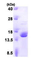 SDS-PAGE - Recombinant human FKBP2 protein (AB93681)