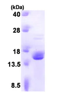 SDS-PAGE - Recombinant human FKBP2 protein (Tag Free) (AB93681)