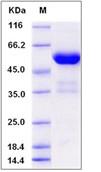 SDS-PAGE - Recombinant Human FKBP23 protein (Fc Chimera) (AB276522)