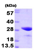 SDS-PAGE - Recombinant human FKBP25 protein (AB93683)
