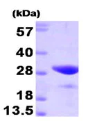 SDS-PAGE - Recombinant human FKBP25 protein (Tag Free) (AB93683)