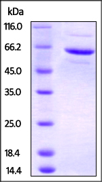 SDS-PAGE - Recombinant Human FKBP52 protein (His tag) (AB219689), expandable thumbnail