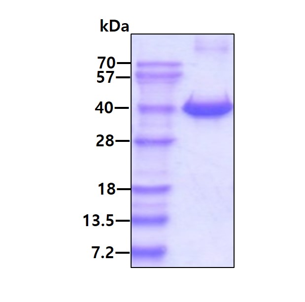 SDS-PAGE - Recombinant human FKBP6 protein (AB95497)