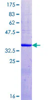 SDS-PAGE - Recombinant Human FKRP protein (GST tag N-Terminus) (AB153505)