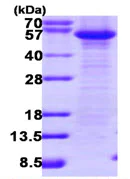 SDS-PAGE - Recombinant Human FLIP protein (denatured) (Tag Free) (AB111628)