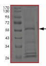 SDS-PAGE - Recombinant Human FLJ25006 protein (AB203554), expandable thumbnail