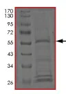 SDS-PAGE - Recombinant Human FLJ25006 protein (AB203554)