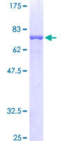 SDS-PAGE - Recombinant Human Flotillin 2/ESA protein (AB131919)
