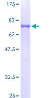 SDS-PAGE - Recombinant Human Flotillin 2/ESA protein (GST tag N-Terminus) (AB131919)