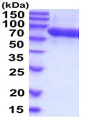 SDS-PAGE - Recombinant Human FLRT3 protein (AB208300)