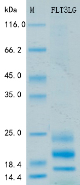 Recombinant Human Flt-3 ligand Protein Standard (His tag)