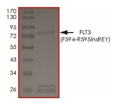 Recombinant human Flt3 / CD135 (F594_R595insREY) protein (Active)
