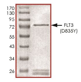 Recombinant human Flt3 / CD135 (mutated D835Y) protein (Active)