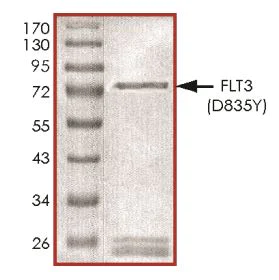 SDS-PAGE - Recombinant human Flt3 / CD135 (mutated D835Y) protein (Active) (AB268580)