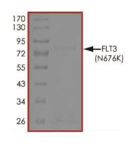 Recombinant human Flt3 / CD135 (mutated N676K) protein (Active)