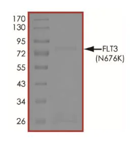 SDS-PAGE - Recombinant human Flt3 / CD135 (mutated N676K) protein (Active) (AB268583)