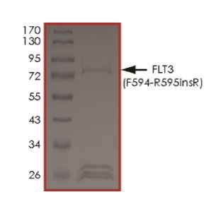 Recombinant human Flt3 / CD135 (mutated ) protein (Active)