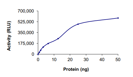 Recombinant human Flt3 / CD135 protein
