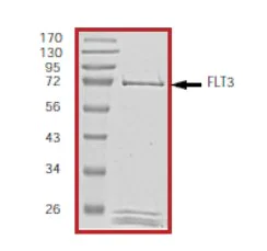 SDS-PAGE - Recombinant human Flt3 / CD135 protein (AB55709)