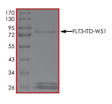 Recombinant human Flt3 / CD135 protein (L601_K602insREYEYDL) (Active)