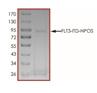 SDS-PAGE - Recombinant human Flt3 / CD135 protein (L610_E611insCSSDNEYFYVDFREYEYDLKWEF-PRENL) (Active) (AB268586), expandable thumbnail