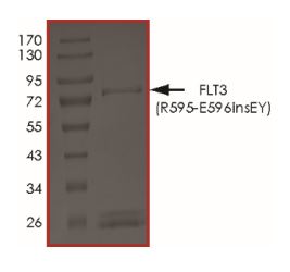 Recombinant human Flt3 / CD135 (R595_E596insEY) protein (Active)