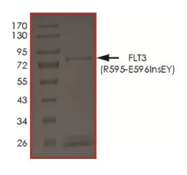 SDS-PAGE - Recombinant human Flt3 / CD135 (R595_E596insEY) protein (Active) (AB268584)