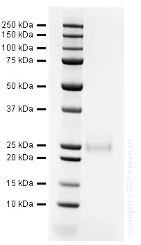 SDS-PAGE - Recombinant human Flt3 ligand/Flt3L protein (Active) (AB282388)