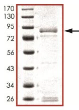 SDS-PAGE - Recombinant human Flt4 protein (AB126923)