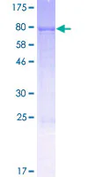 SDS-PAGE - Recombinant Human FMO3 protein (GST tag N-Terminus) (AB152391)