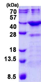 SDS-PAGE - Recombinant Human FN3K protein (His tag N-Terminus) (AB139208)