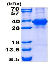 SDS-PAGE - Recombinant Human FN3K-RP protein (denatured) (His tag N-Terminus) (AB139242)