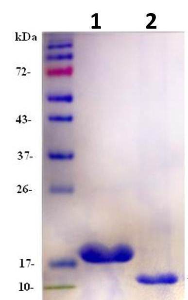 SDS-PAGE - Recombinant Human FNDC5 protein (AB133147)