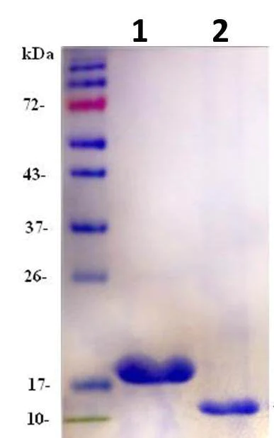 SDS-PAGE - Recombinant Human FNDC5 protein (AB133147)