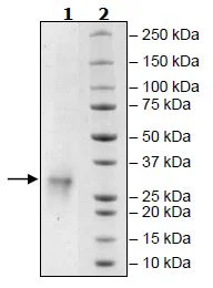 SDS-PAGE - Recombinant Human FNDC5 protein (Avi tag C-Terminus + His tag C-Terminus) (AB271522)